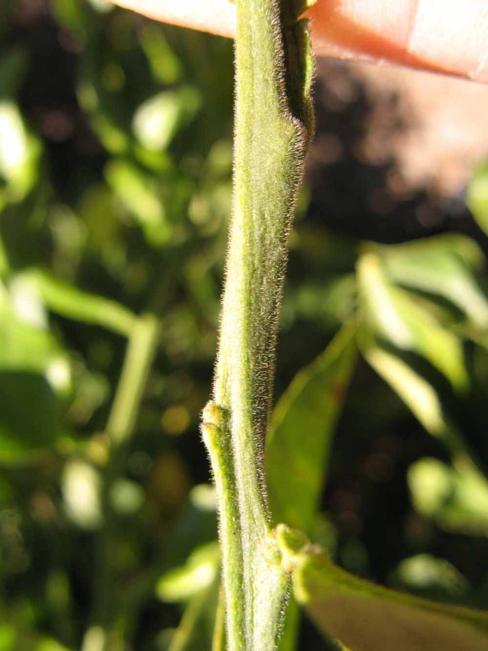              First year twig (Winter Haven, FL)       